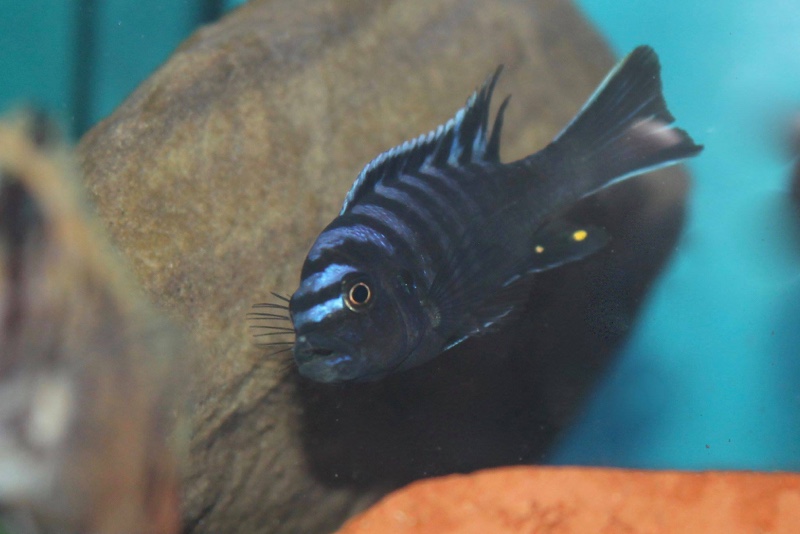 Cynotilapia zebroides 'Ndonga (Deep)'